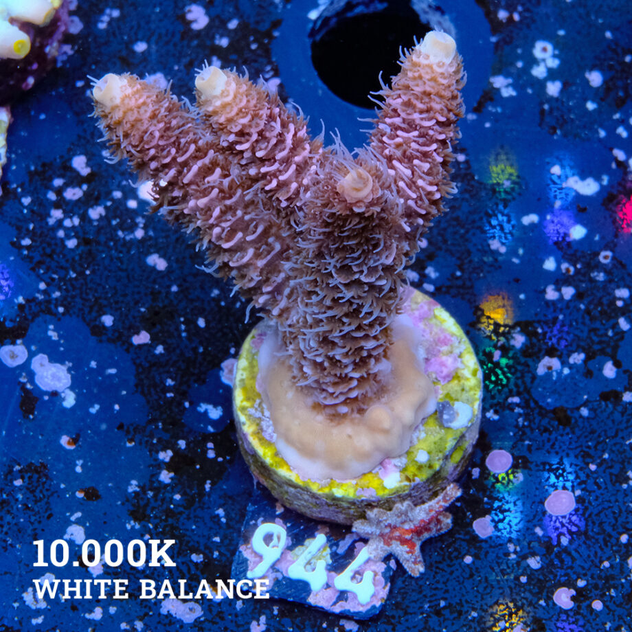 Acropora Millepora 'Orange Edge'