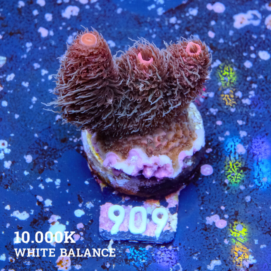 Acropora Millepora 'Fuzzy'
