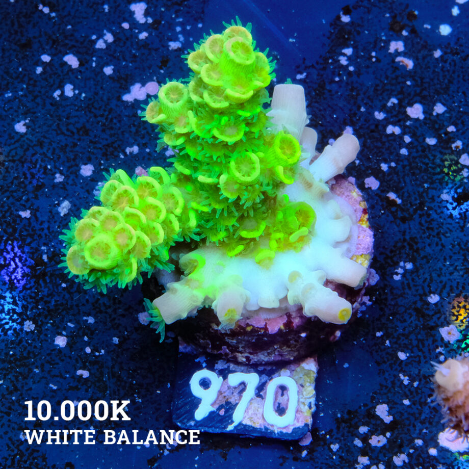 Acropora Tenuis 'Neon Green'