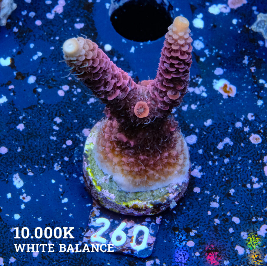 Acropora Millepora 'Red'