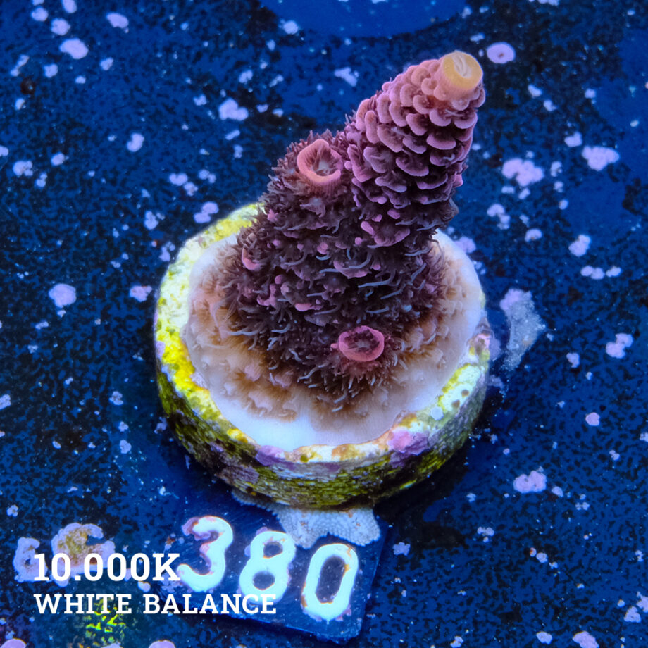 Acropora Millepora 'Red'