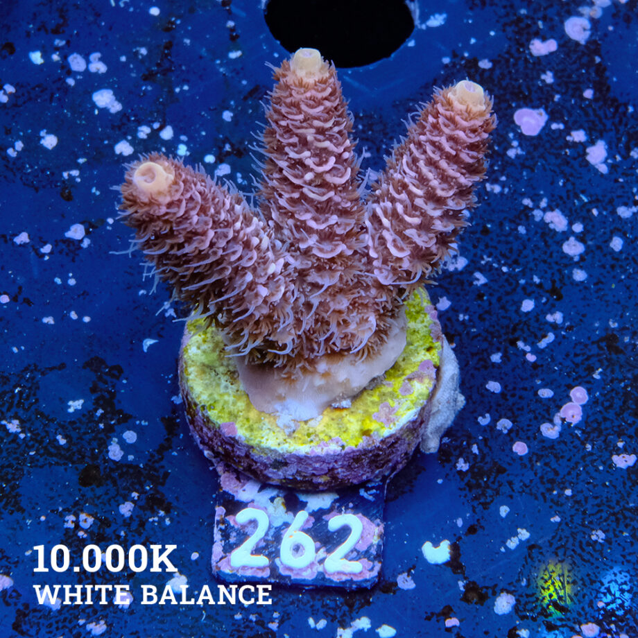Acropora Millepora 'Orange Edge'