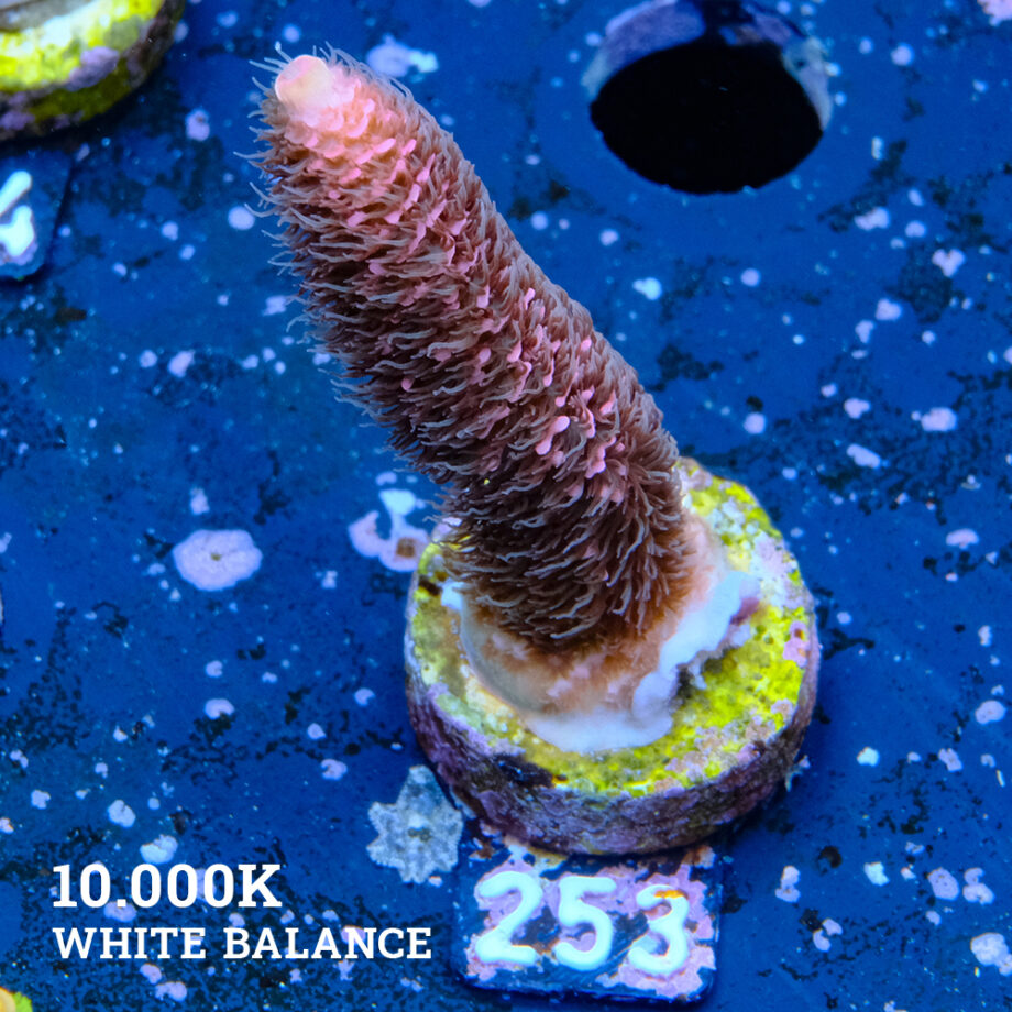 Acropora Millepora 'Fuzzy'