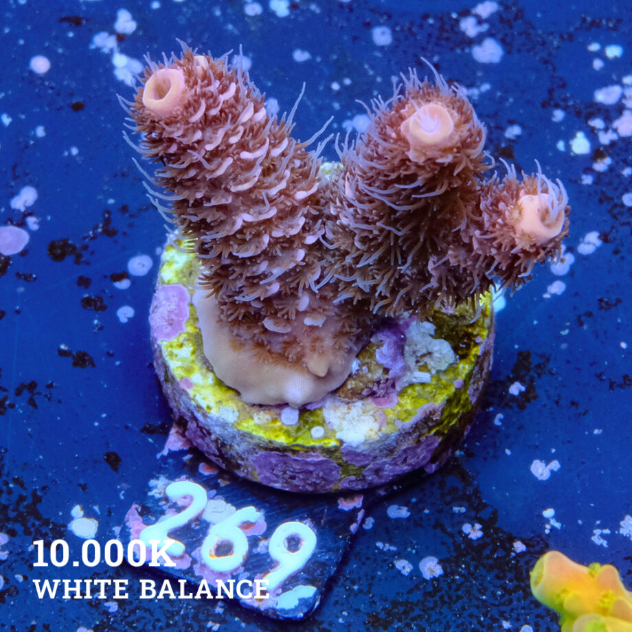 Acropora Millepora 'Orange Edge'