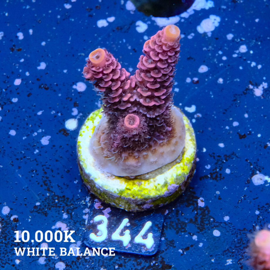 Acropora Millepora 'Red