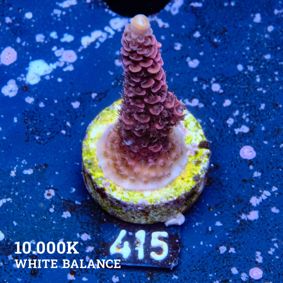 Acropora Millepora 'Roja
