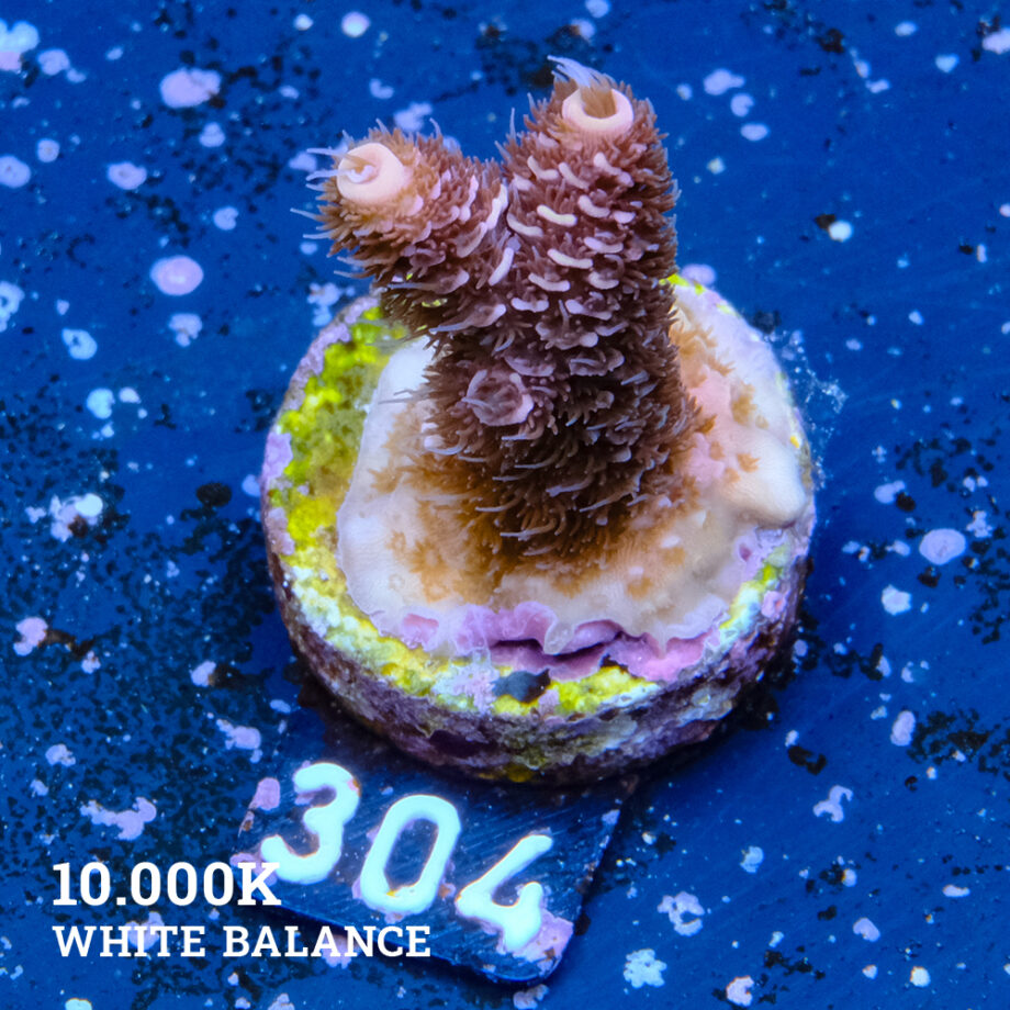 Acropora Millepora 'Orange Edge'