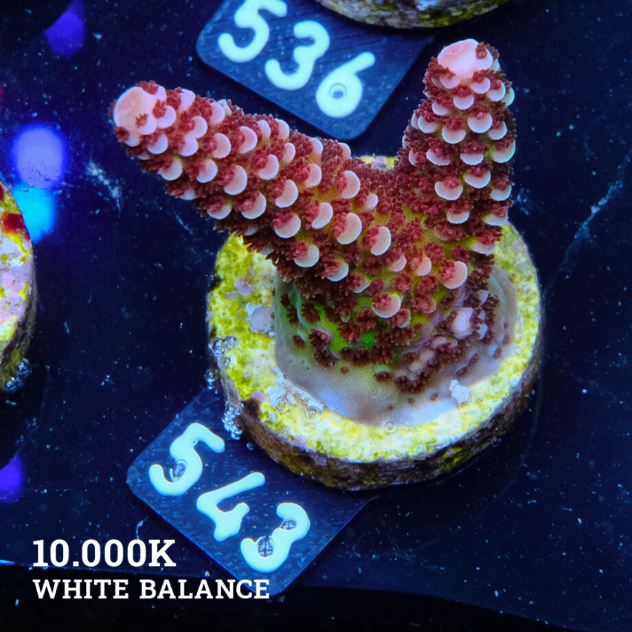 Acropora 'Fluo Bicolor II'