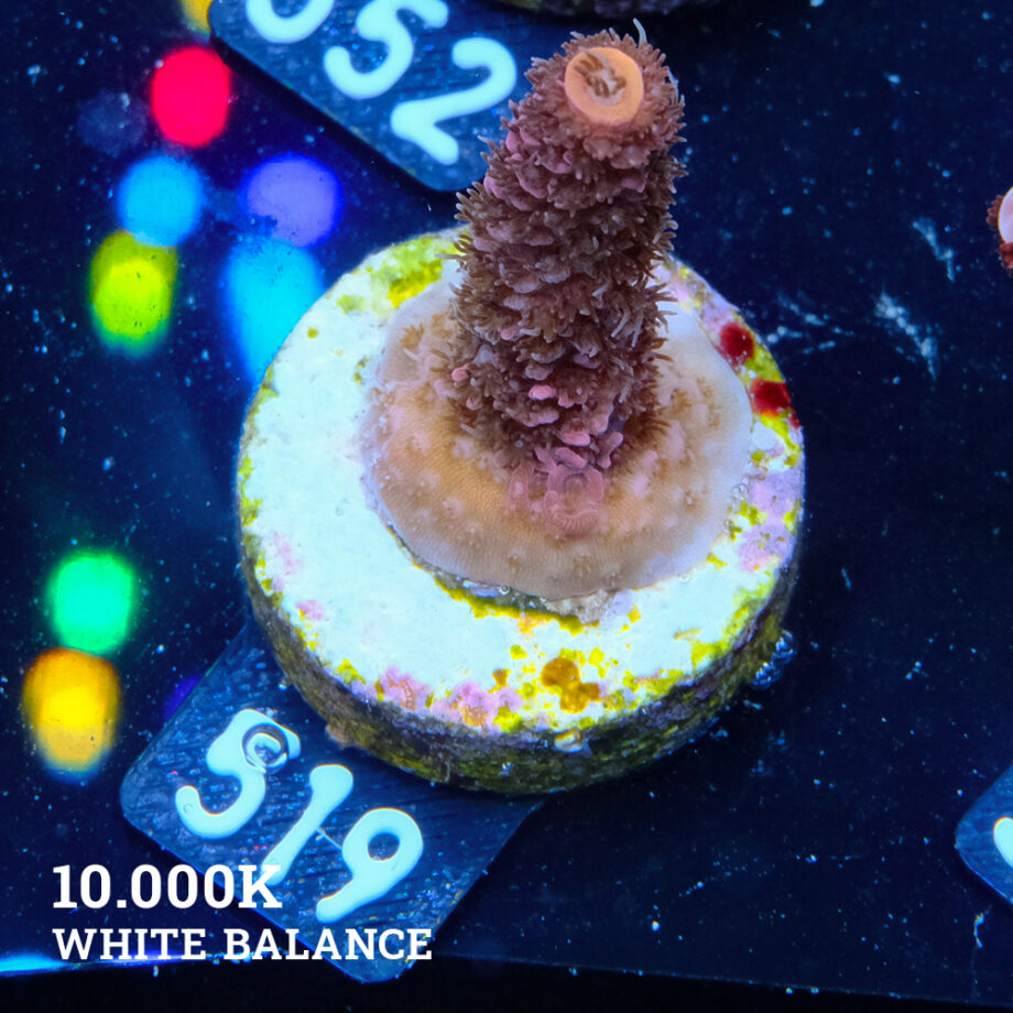 Acropora Millepora 'Red/Pink'
