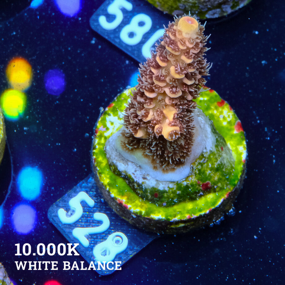 Acropora Millepora 'Orange'