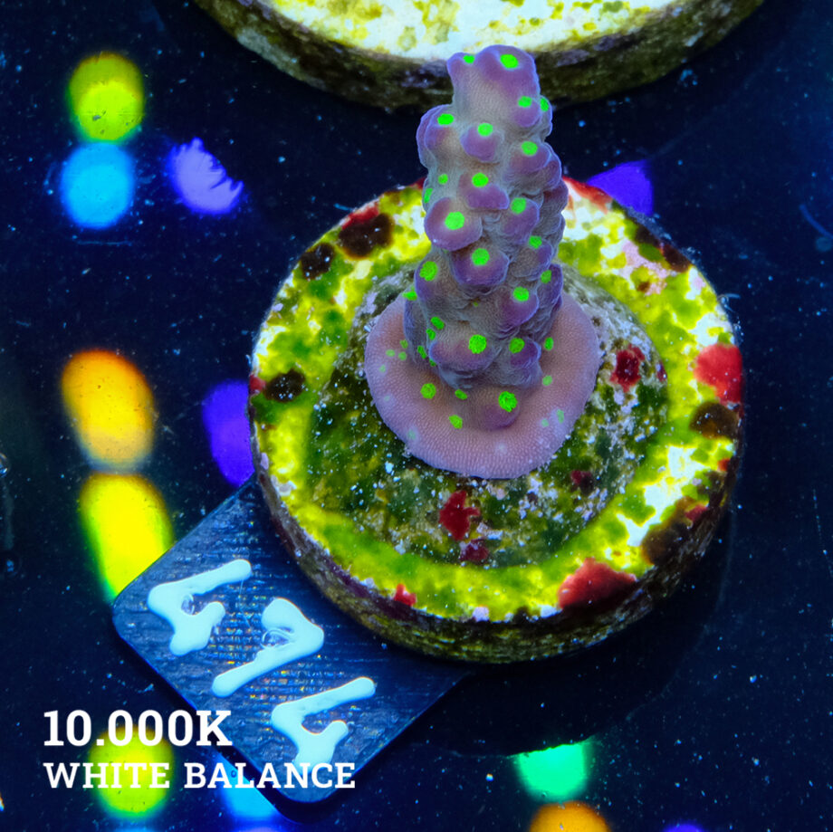 Acropora 'Tricolor'