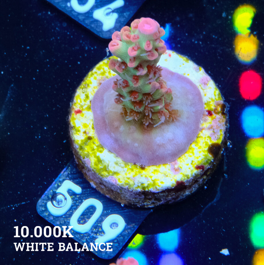 Acropora Microklados 'SSC'