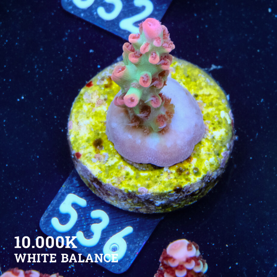 Acropora Microklados 'SSC'