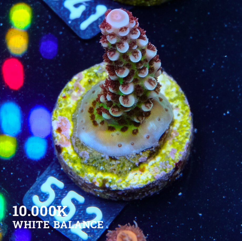 Acropora 'Fluo Bicolor II'