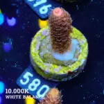 Acropora Millepora 'Red/Pink'
