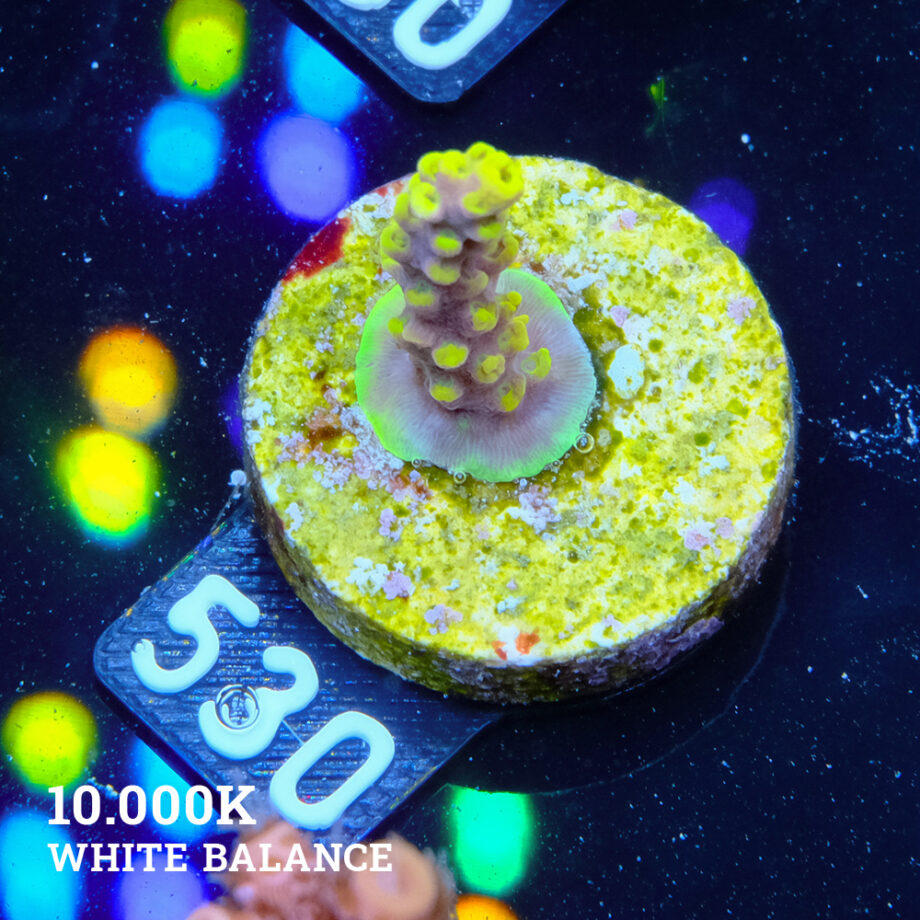 Acropora 'Yellow & Purple'