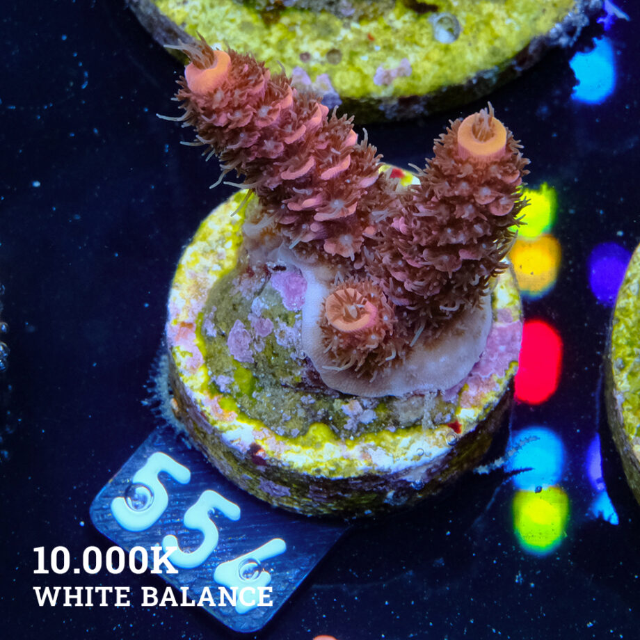 Acropora Millepora 'Rojo/Rosa