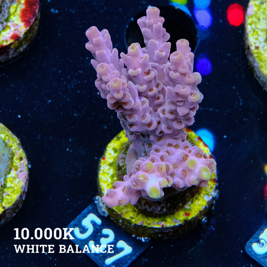 Acropora 'Yellow Tips'