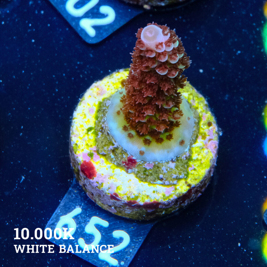 Acropora 'Fluo Bicolor II'