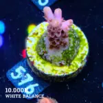 Acropora 'Yellow Tips'