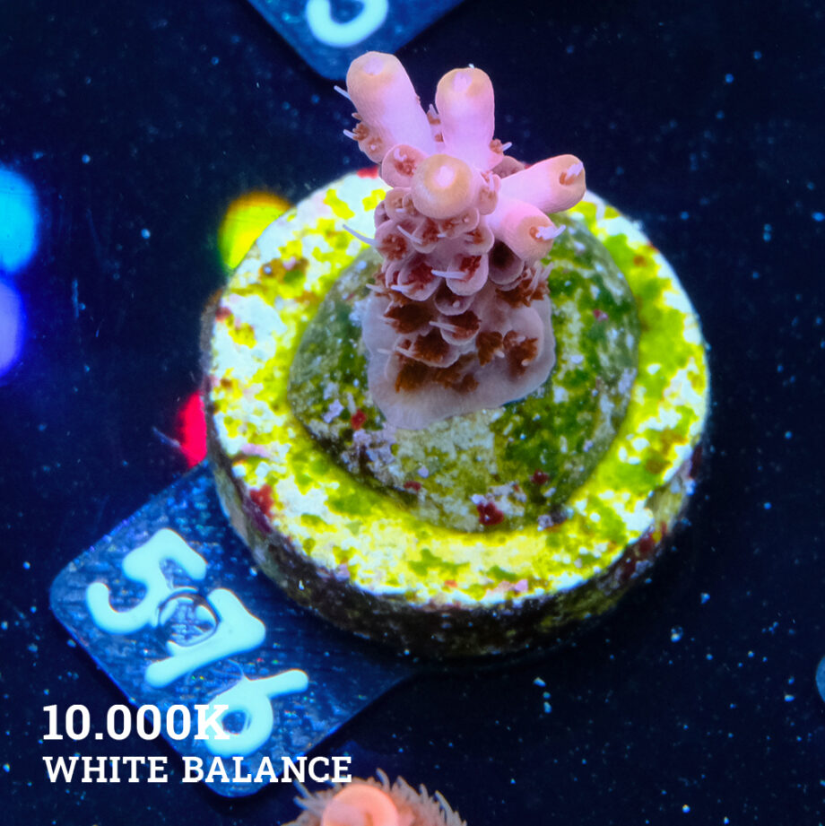 Acropora 'Yellow Tips'