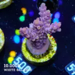 Acropora 'Yellow Tips'