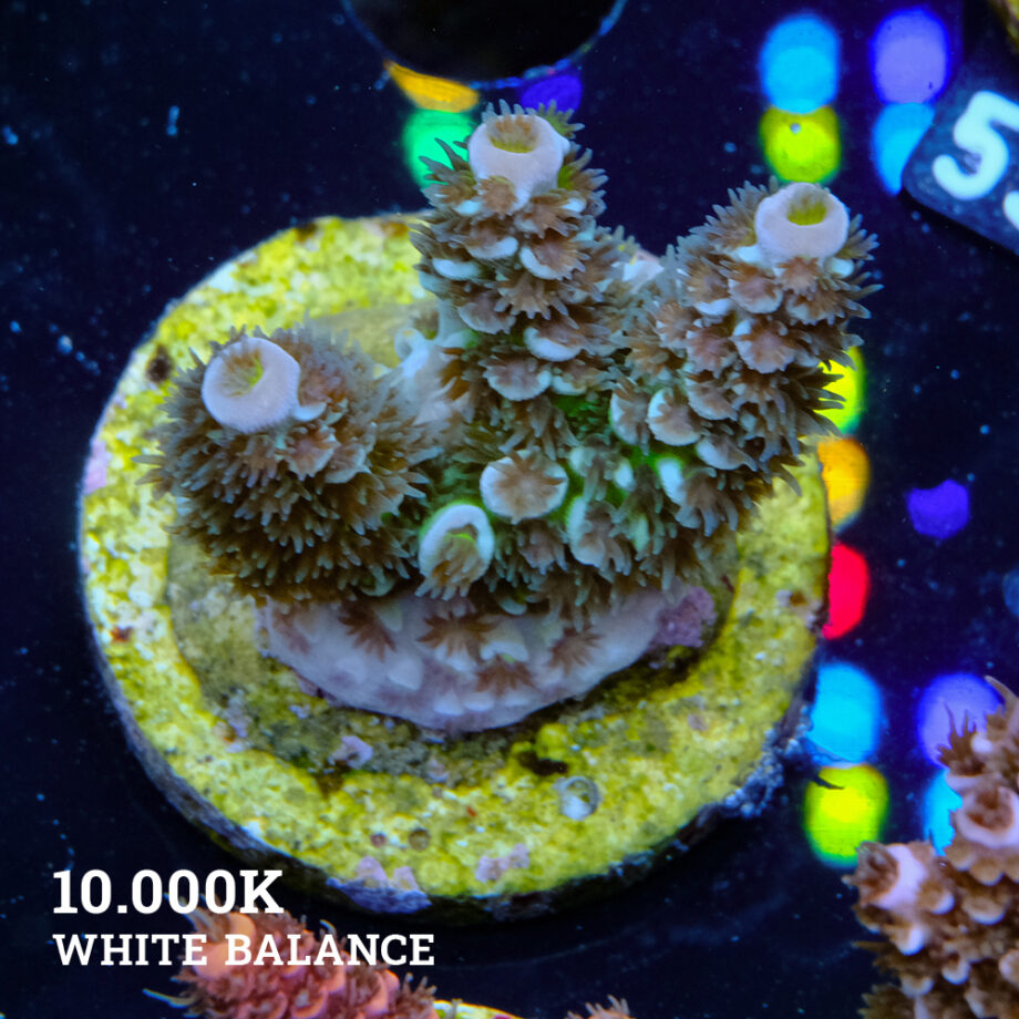 Acropora Tenuis L-Plug