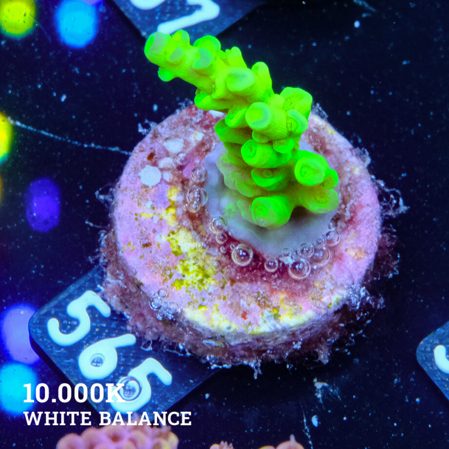 Acropora Batunai