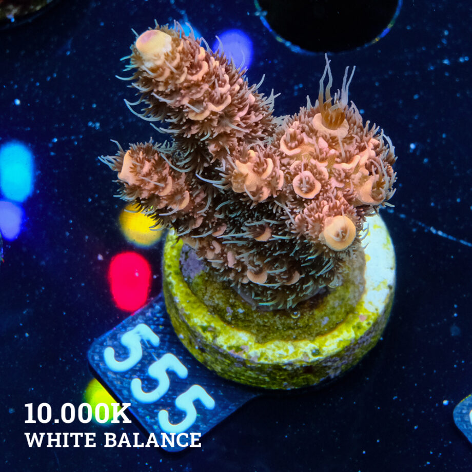 Acropora Millepora 'Orange'