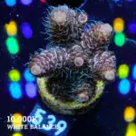 Acropora Millepora 'Pastel'