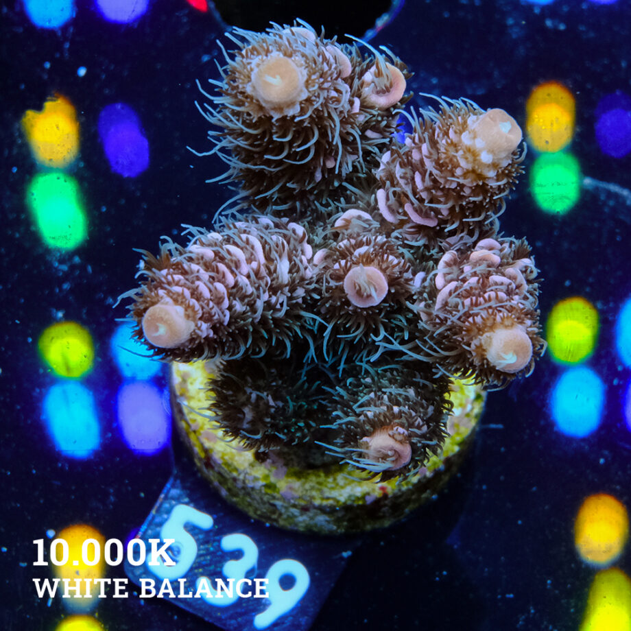 Acropora Millepora 'Pastel'