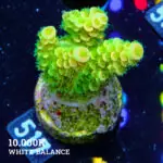 Acropora Tenuis 'Orange & Green'