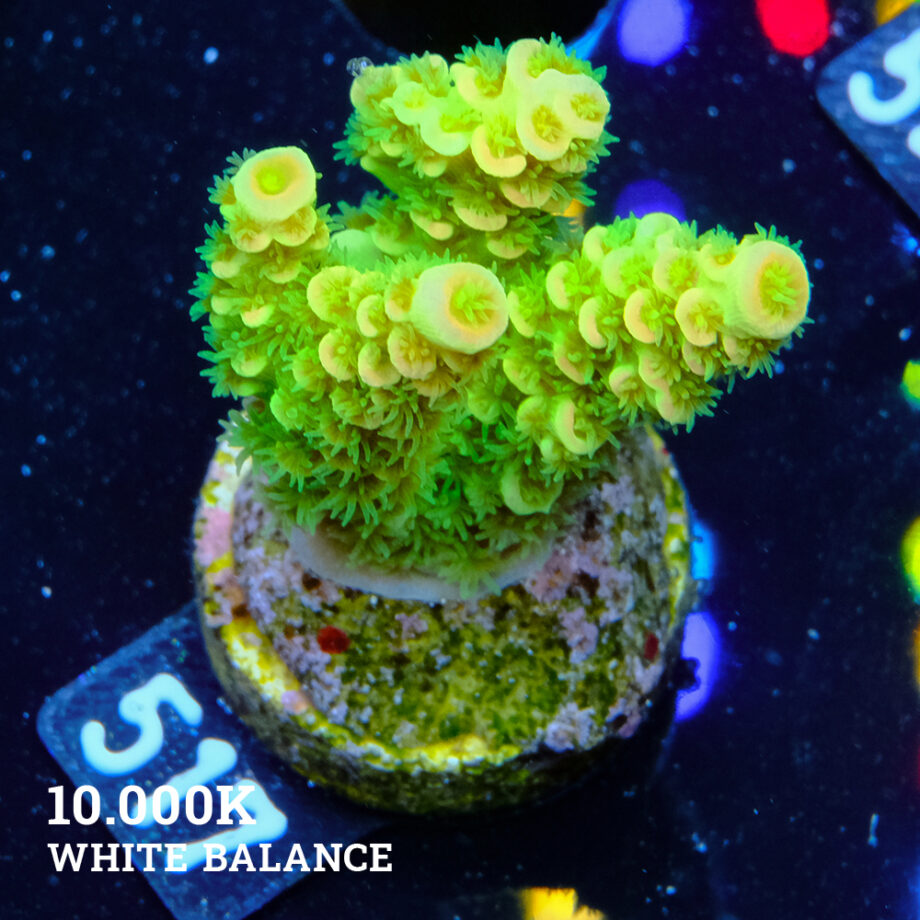 Acropora Tenuis 'Orange & Green'