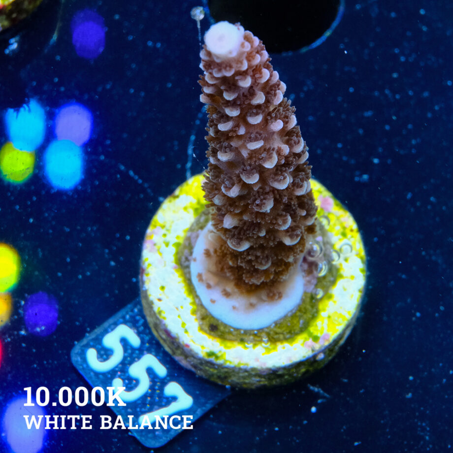 Acropora Aspera 'Chocolate Stick'