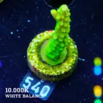FM Sour Patch