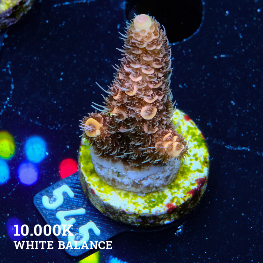 Acropora Millepora 'Naranja