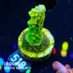 FM Sour Patch