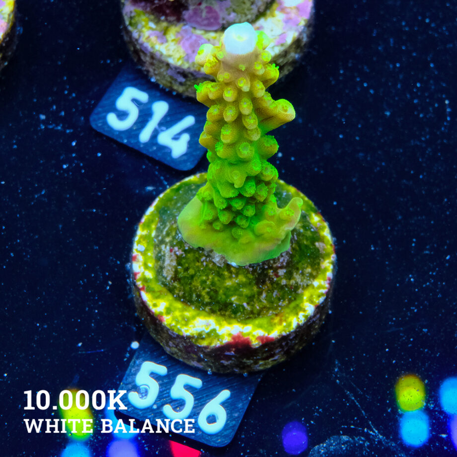 FM Sour Patch