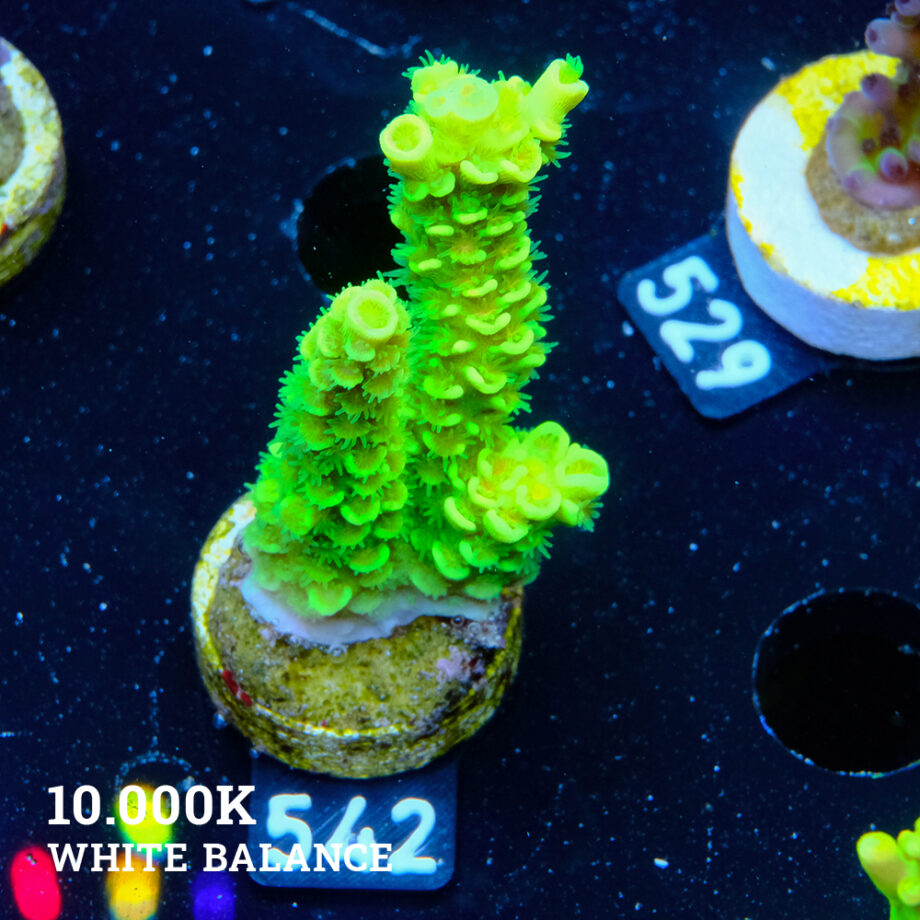 Acropora Tenuis 'Neon Green'