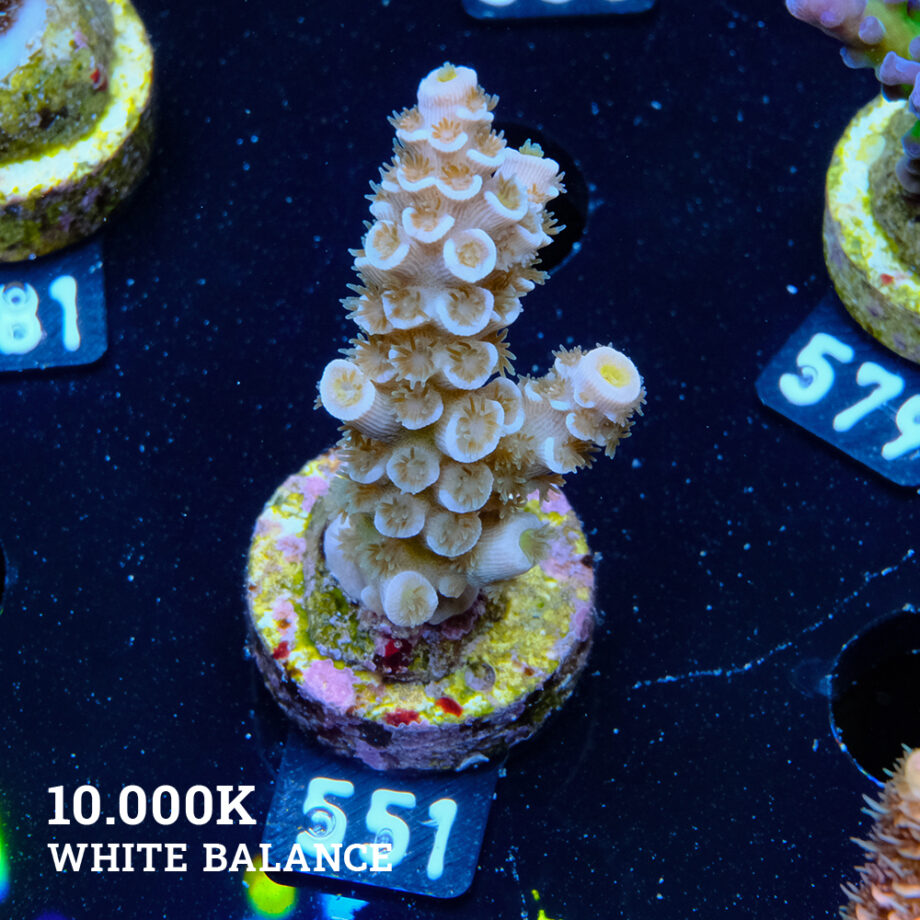Acropora Tenuis