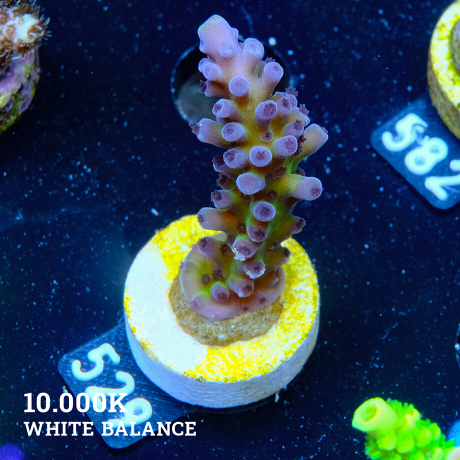 Acropora 'Cali Tort