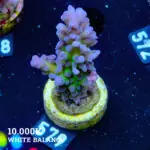 Acropora 'Electric Miyagi'