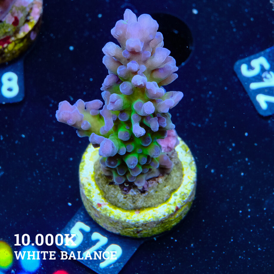 Acropora 'Electric Miyagi' (Eléctrica Miyagi)
