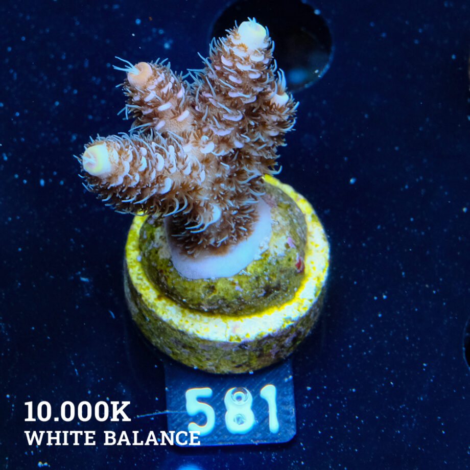 Acropora Millepora 'Pastel'