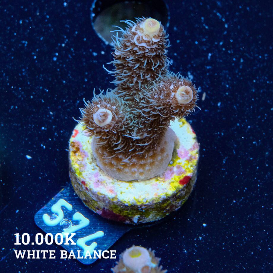 Acropora Millepora 'Pastel'