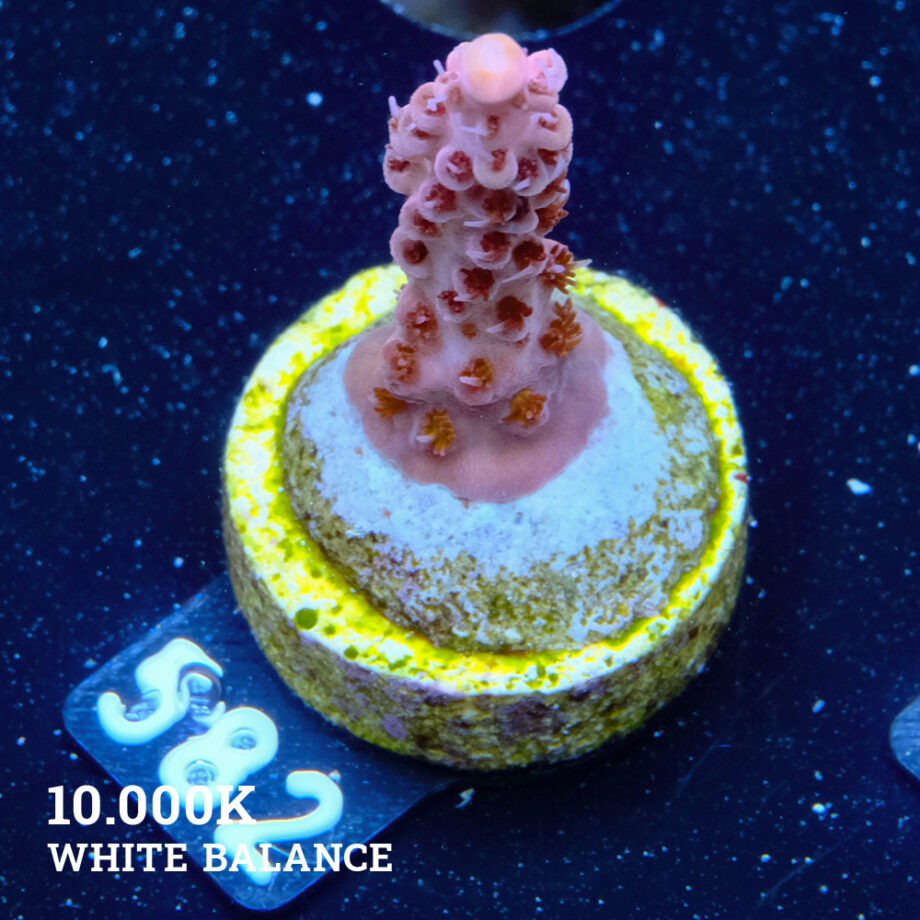 Acropora Rosaria