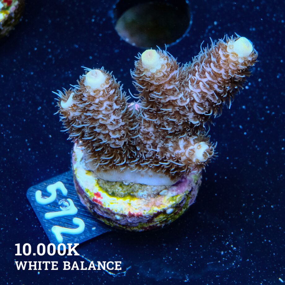 Acropora Millepora 'Pastel'