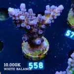 Acropora 'Cali Tort'