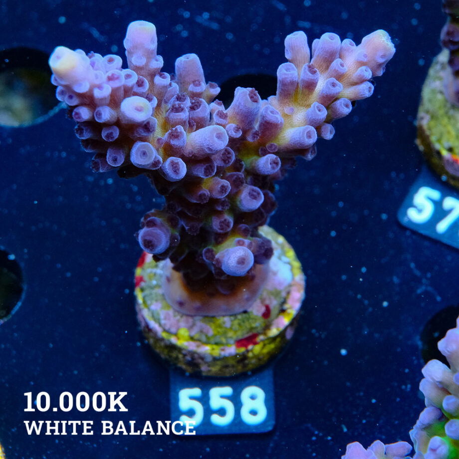 Acropora 'Cali Tort'