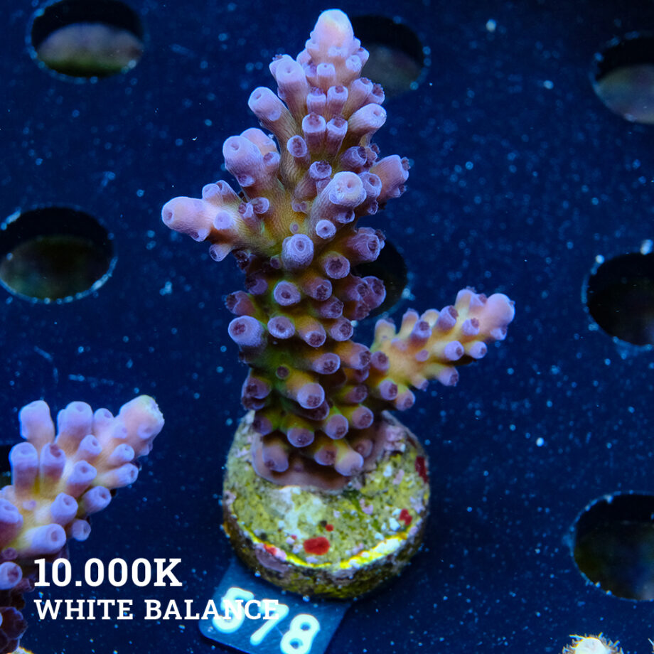 Acropora 'Cali Tort